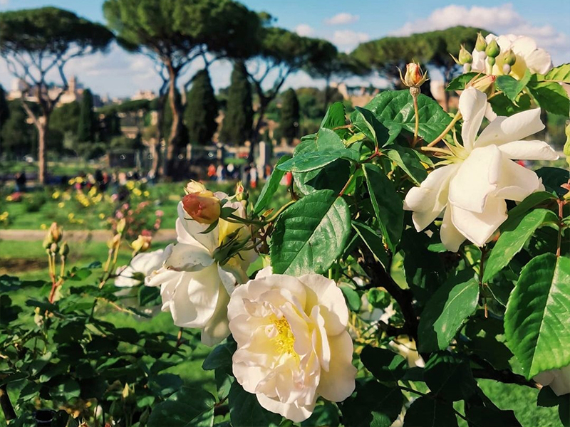 A view of the Rose Garden in Rome